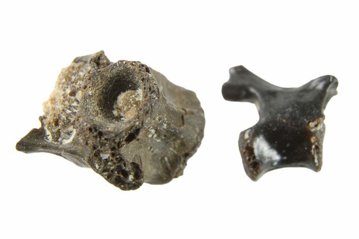 Two Permian Reptile Fossil Vertebrae - Oklahoma #261425